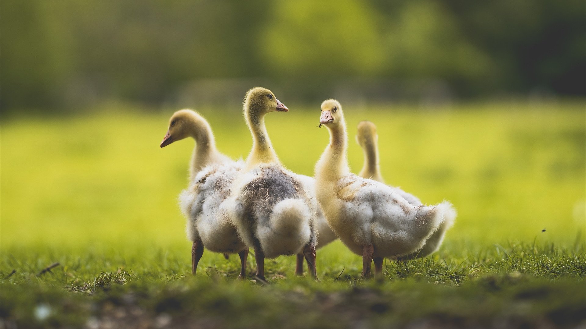 【现场直击】比赛中的战术变化如何影响结果?,比赛中战术最多变的一类游戏是