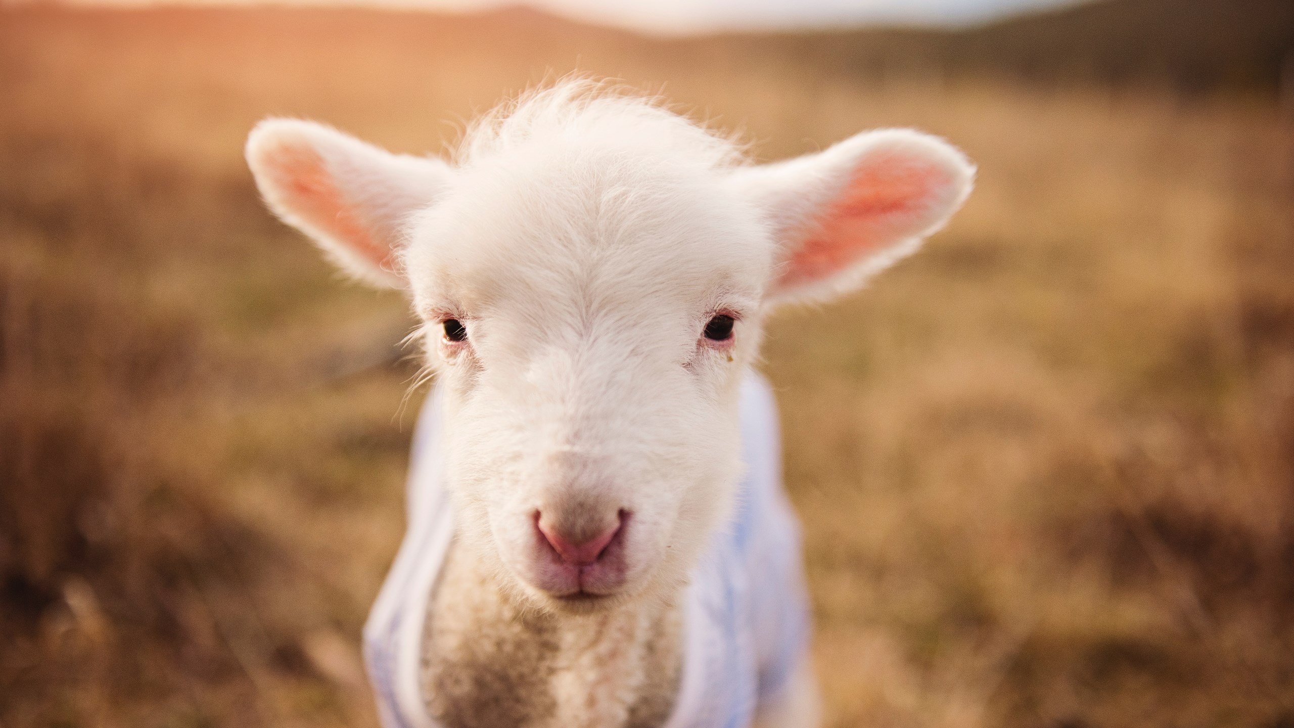 中国足球场馆智能安检系统实现全覆盖,保障赛事安全,足球比赛场馆